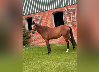 Holstein, Mare, 7 years, 16 hh, Brown