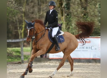 Holstein, Mare, 7 years, 16 hh, Chestnut-Red