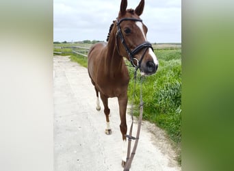 Holstein, Mare, 7 years, 16 hh, Chestnut