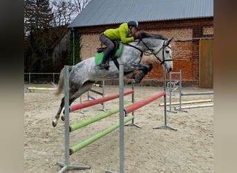 Holstein, Mare, 7 years, 16 hh, Gray-Dapple