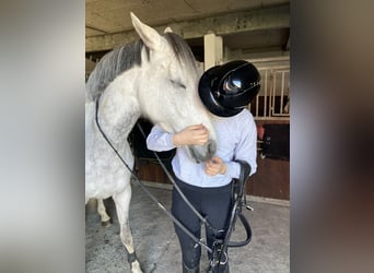 Holstein, Mare, 7 years, 16 hh, Grey