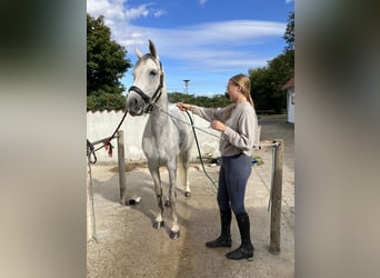Holstein, Mare, 7 years, 16 hh, Grey