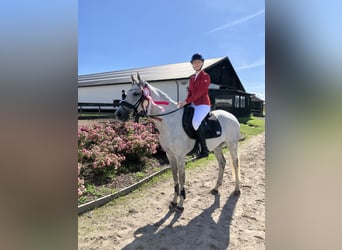 Holstein, Mare, 7 years, 16 hh, Grey