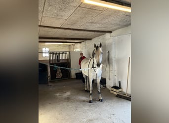 Holstein, Mare, 7 years, 16 hh, Grey