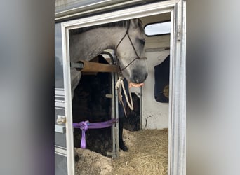 Holstein, Mare, 7 years, 16 hh, Grey