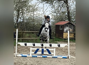 Holstein, Mare, 7 years, 16 hh, Grey