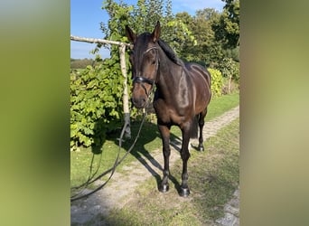 Holstein, Mare, 7 years, 16,1 hh, Bay-Dark