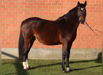 Holstein, Mare, 7 years, 16,1 hh, Brown