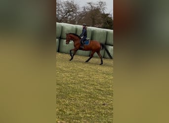 Holstein, Mare, 7 years, 16,1 hh, Brown