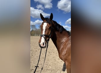 Holstein, Mare, 7 years, 16,1 hh, Brown