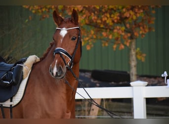 Holstein, Mare, 7 years, 16,1 hh, Chestnut-Red