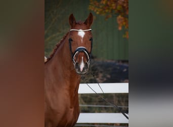 Holstein, Mare, 7 years, 16,1 hh, Chestnut-Red