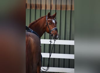 Holstein, Mare, 7 years, 16,1 hh, Chestnut-Red