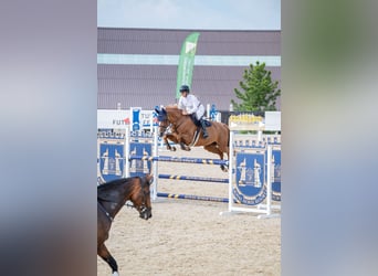 Holstein, Mare, 7 years, 16,1 hh, Chestnut-Red