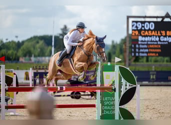 Holstein, Mare, 7 years, 16,1 hh, Chestnut-Red