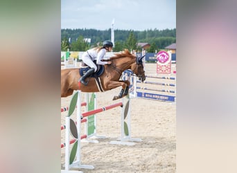 Holstein, Mare, 7 years, 16,1 hh, Chestnut-Red