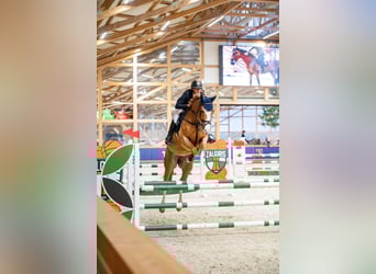 Holstein, Mare, 7 years, 16,1 hh, Chestnut-Red