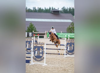 Holstein, Mare, 7 years, 16,1 hh, Chestnut-Red