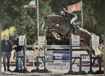 Holstein, Mare, 7 years, 16,1 hh, Chestnut-Red