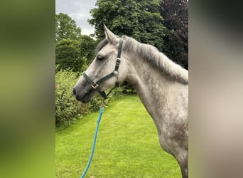 Holstein, Mare, 7 years, 16,1 hh, Grey