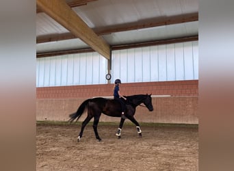 Holstein, Mare, 7 years, 16,1 hh, Smoky-Black
