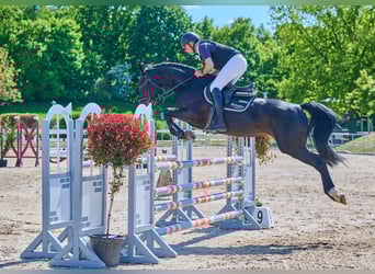 Holstein, Mare, 7 years, 16,1 hh, Smoky-Black