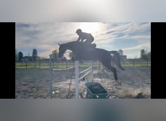 Holstein, Mare, 7 years, 16,2 hh, Brown