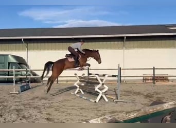 Holstein, Mare, 7 years, 16,2 hh, Brown