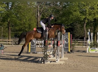 Holstein, Mare, 7 years, 16,2 hh, Brown