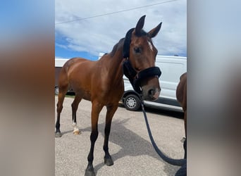 Holstein, Mare, 7 years, 16,2 hh, Brown