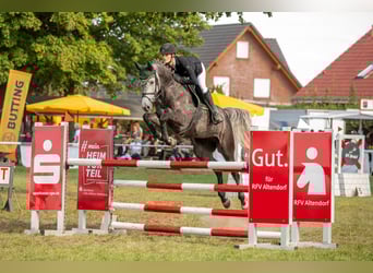 Holstein, Mare, 7 years, 16,2 hh, Grey