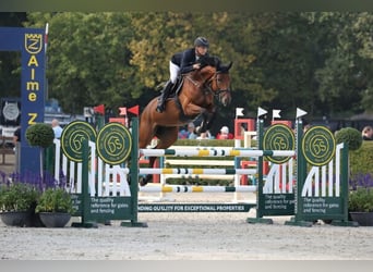 Holstein, Mare, 7 years, 16,3 hh, Chestnut