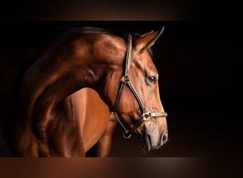 Holstein, Mare, 7 years, 16,3 hh, Chestnut