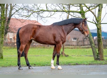 Holstein, Mare, 7 years, 16,3 hh