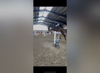 Holstein, Mare, 7 years, 17.1 hh, Smoky-Black