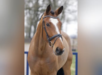 Holstein, Mare, 7 years, 17.2 hh, Brown