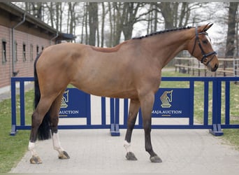 Holstein, Mare, 7 years, 17.2 hh, Brown