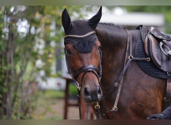 Holstein, Mare, 7 years, 17 hh, Bay-Dark
