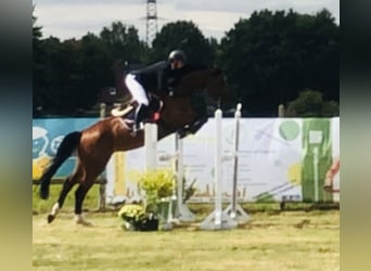 Holstein, Mare, 7 years, 17 hh, Bay-Dark