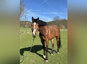 Holstein, Mare, 7 years, 17 hh, Brown
