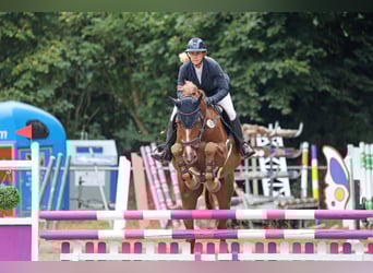 Holstein, Mare, 7 years, 17 hh, Chestnut-Red