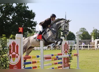 Holstein, Mare, 7 years, 17 hh, Gray-Dapple