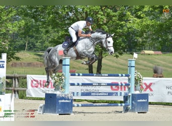 Holstein, Mare, 7 years