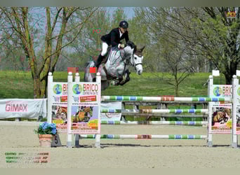 Holstein, Mare, 7 years