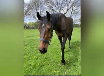 Holstein, Mare, 8 years, 15,2 hh, Bay-Dark