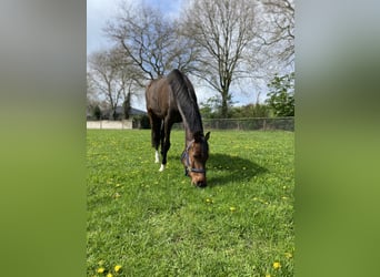 Holstein, Mare, 8 years, 15,2 hh, Bay-Dark