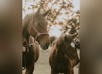 Holstein, Mare, 8 years, 16,1 hh, Bay-Dark