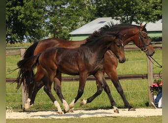 Holstein, Mare, 8 years, 16.1 hh, Brown