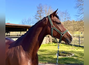 Holstein, Mare, 8 years, 16.1 hh, Brown