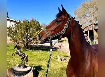 Holstein, Mare, 8 years, 16.1 hh, Brown